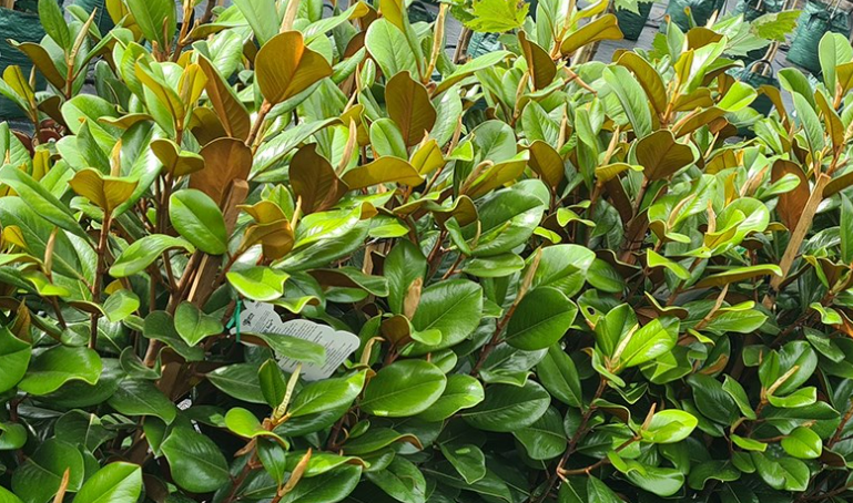 Online Tree Farm | 11 Fitzroy St, Wilton NSW 2571, Australia | Phone: 0410 791 288