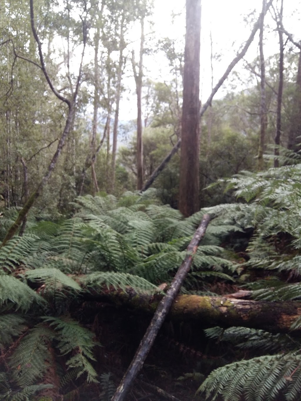 Leven Canyon Regional Reserve | park | Tasmania 7315, Australia