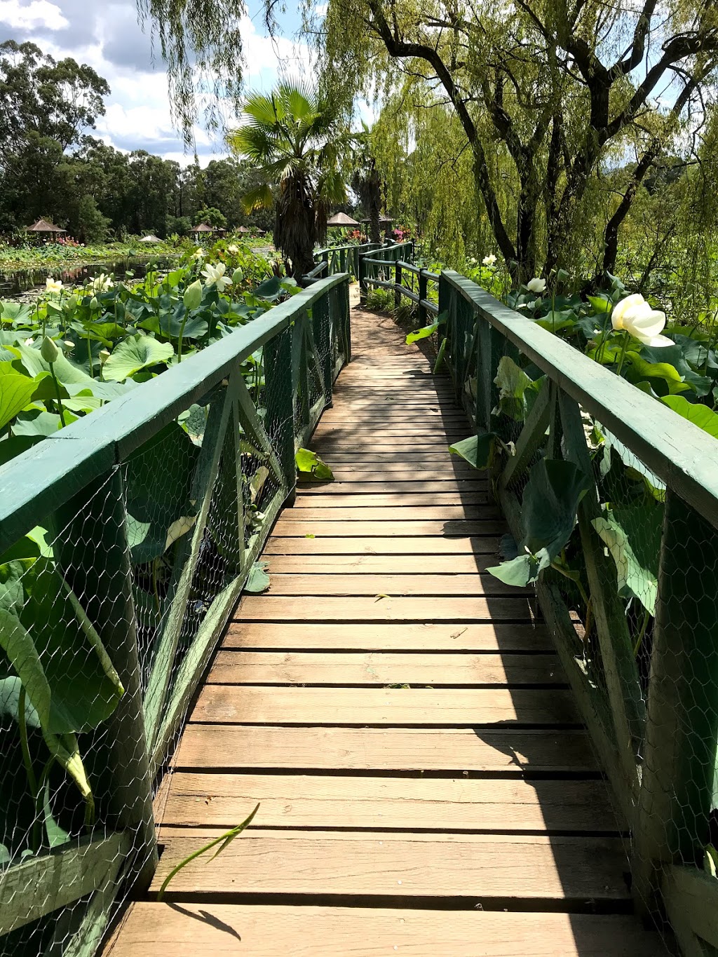 Blue Lotus Water Garden | Yarra Junction VIC 3797, Australia