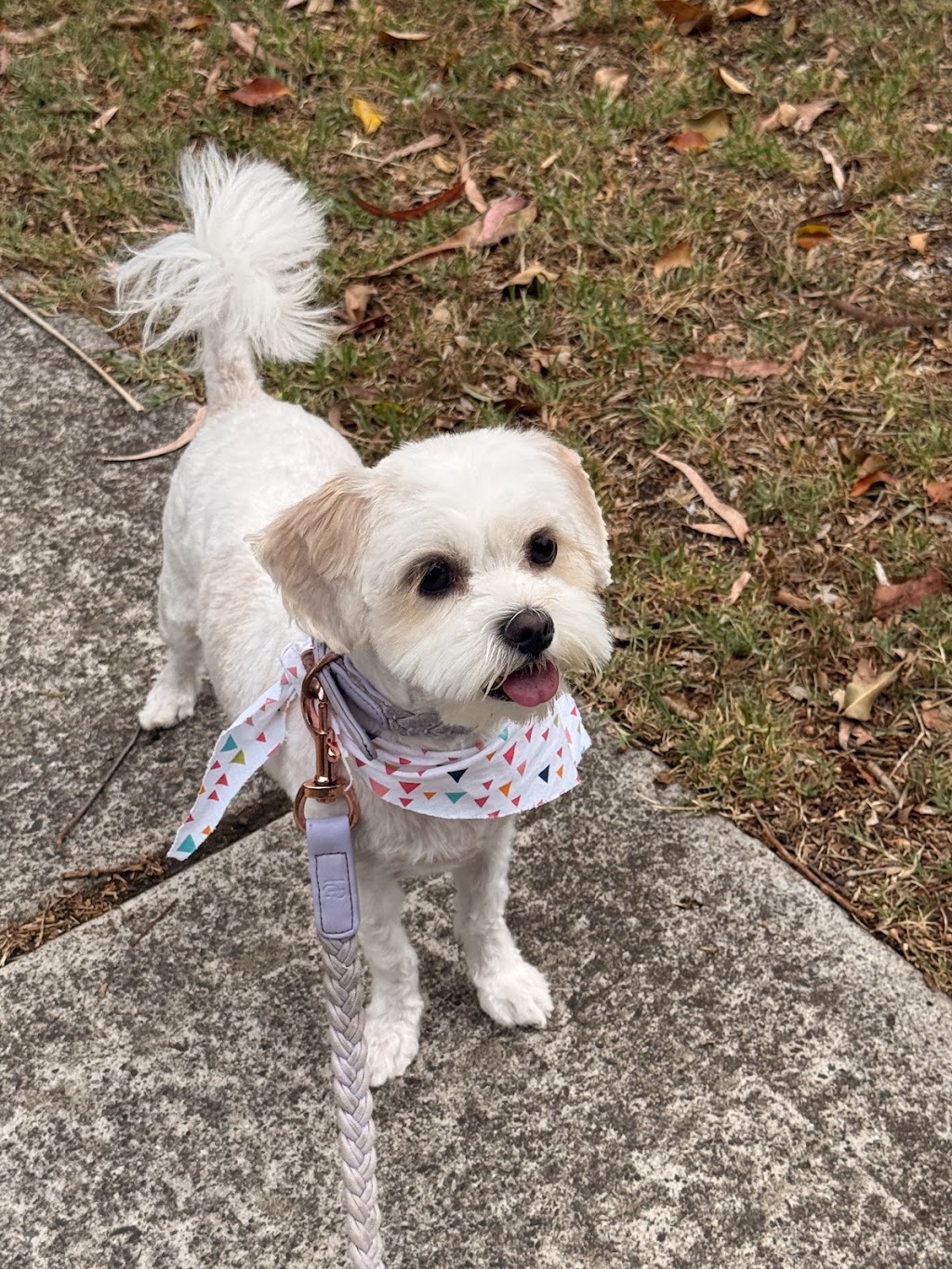 Hello Paw Pet Grooming | next BWS, 72A Pine St, Rydalmere NSW 2116, Australia | Phone: 0478 299 966