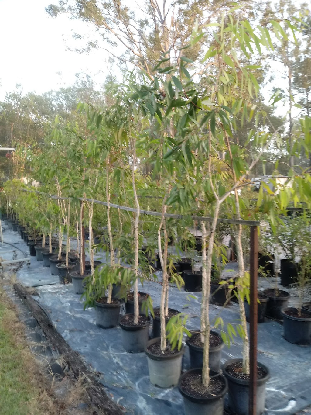 Inca Plants Nursery | 176-186 Greensward Rd, Tamborine QLD 4270, Australia | Phone: 0407 028 842