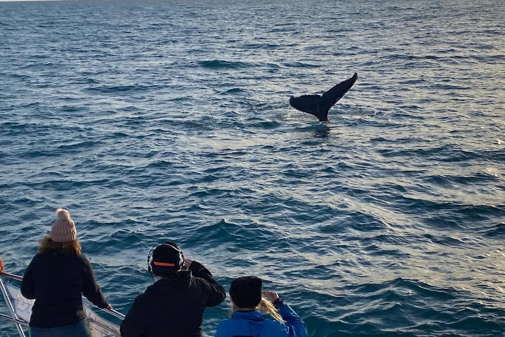 All Sea Charters Whale Watching Augusta | travel agency | Boat Harbour, Leeuwin Rd, Augusta WA 6290, Australia | 0417794008 OR +61 417 794 008