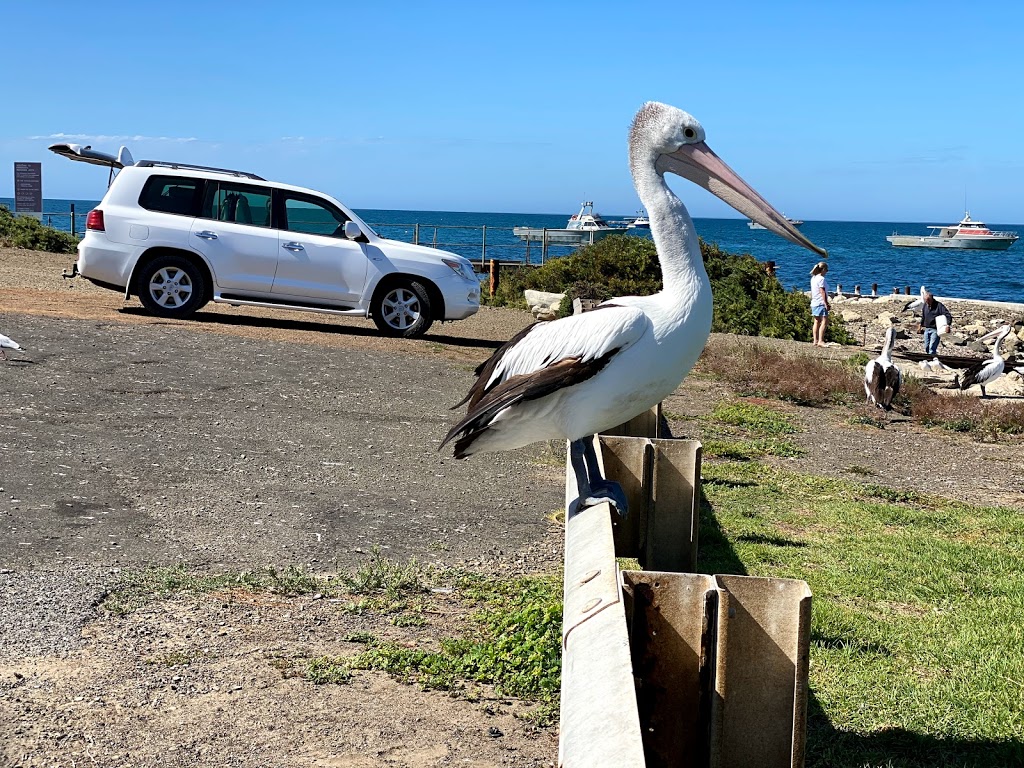 Kangaroo Island Marine Adventures | Kingscote Wharf, Kingscote SA 5223, Australia | Phone: (08) 8553 3227