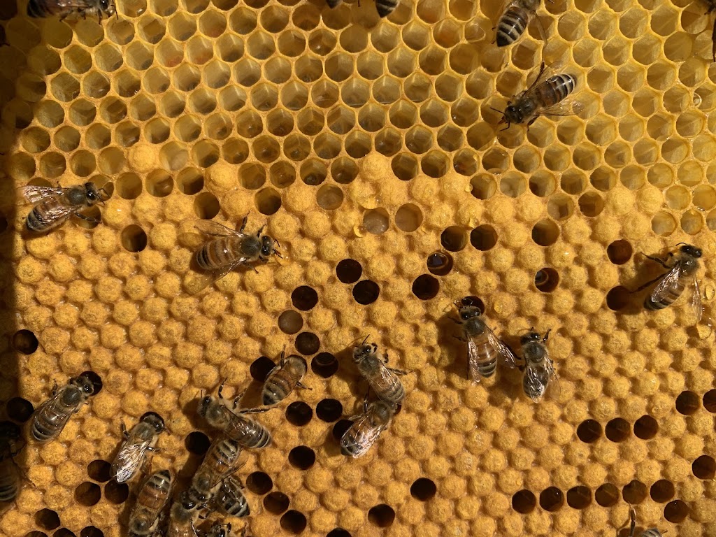 Arthurs Creek Bees and Honey | Arthurs Creek Rd, Arthurs Creek VIC 3099, Australia | Phone: 0419 567 308