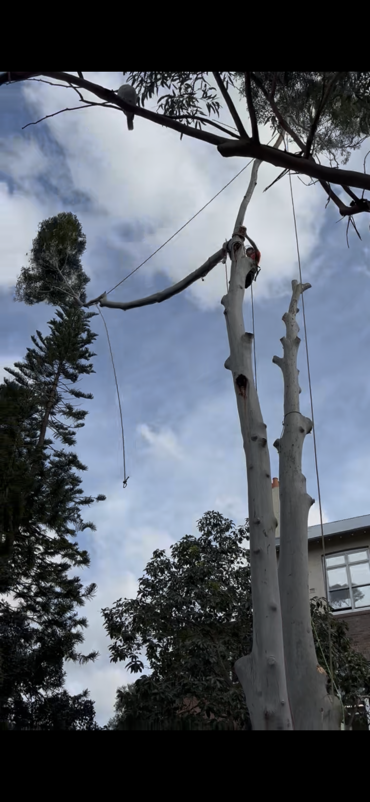 Erwin Tree Care & Services | 481 Beauchamp Rd, Maroubra NSW 2035, Australia | Phone: 0431 557 822