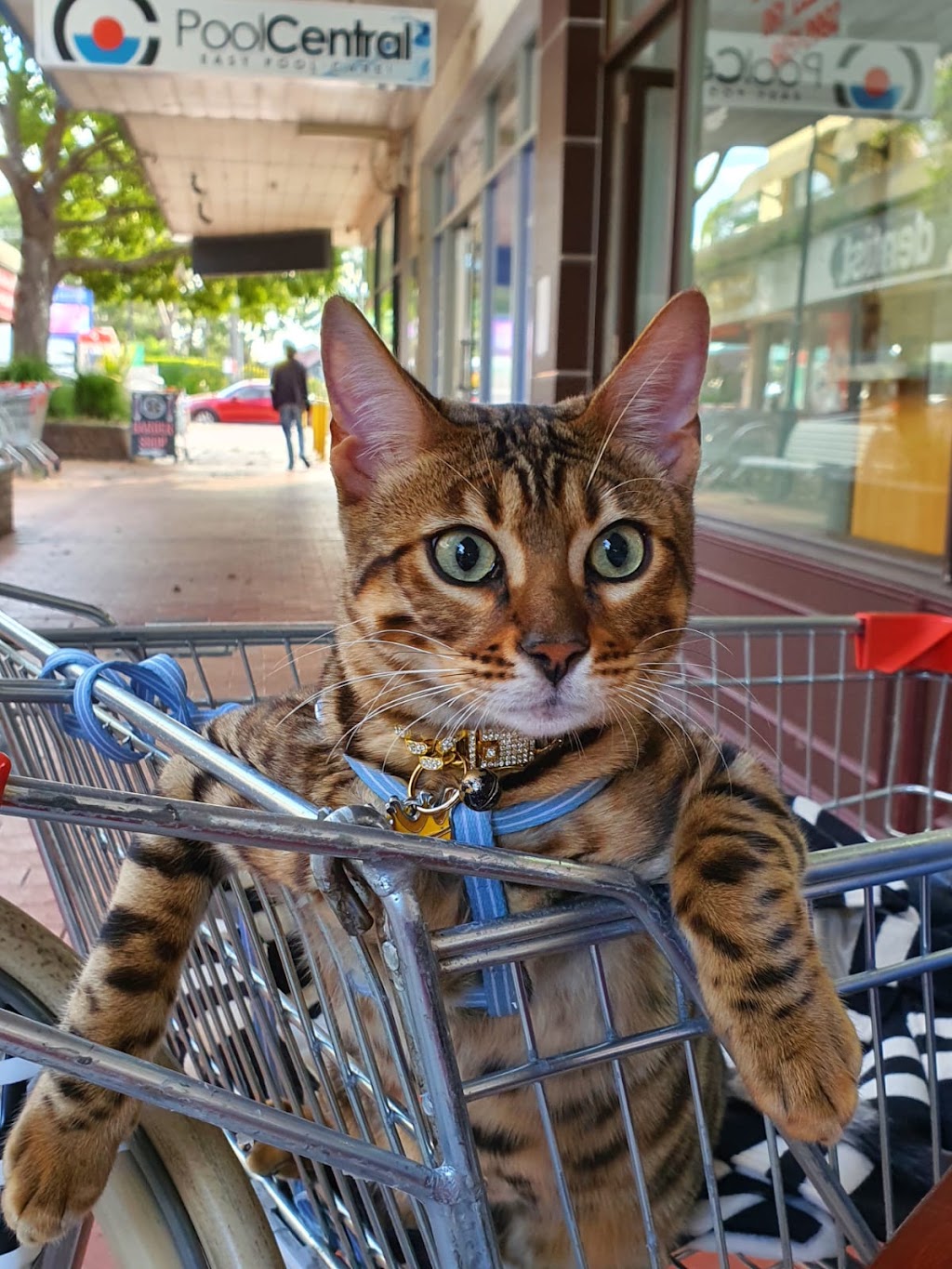Lecruz Bengals: Registered Breeder In Australia | Minto Rd, Minto NSW 2566, Australia | Phone: 0481 200 229