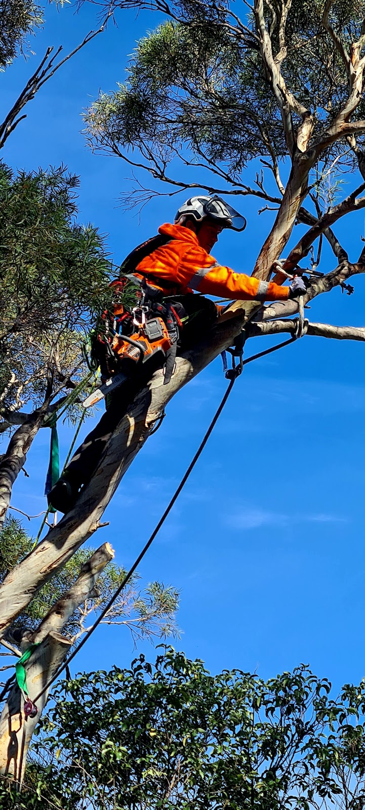 ASAP Arborist | 299 Millvale Rd, Dromedary TAS 7030, Australia | Phone: 0430 682 039