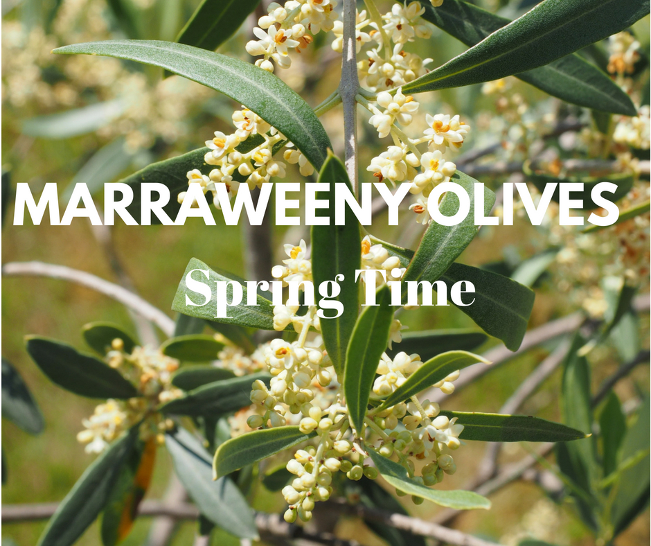 Marraweeny Olives | lodging | 93 Meadows Ln, Marraweeney VIC 3669, Australia | 0421136192 OR +61 421 136 192