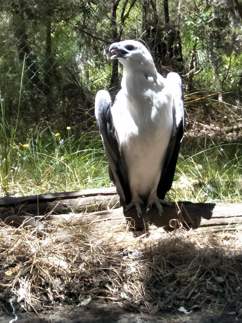 Eagles Heritage Raptor Wildlife Centre | zoo | 341 Boodjidup Rd, Margaret River WA 6285, Australia | 0897572960 OR +61 8 9757 2960