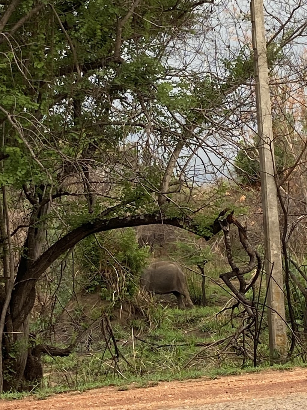 Ceylon hush | 53 Hamilton Valley Ct, Lavington NSW 2641, Australia | Phone: 0427 867 417