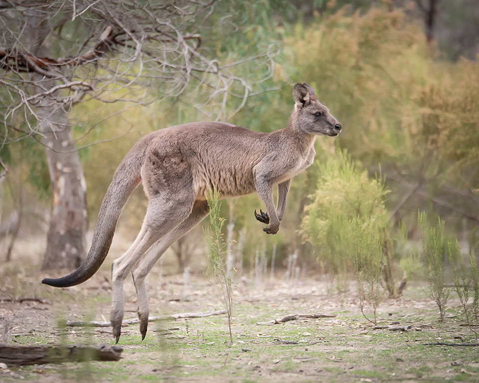 Greswell Wildlife reserve | zoo | LOT RES38 Forestwood Dr, Macleod VIC 3085, Australia | 131963 OR +61 131963