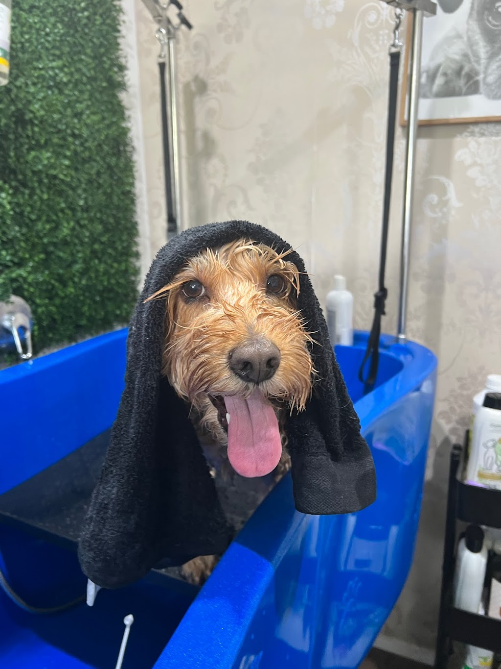 Furry Friendz - Personalised Dog Grooming | 14 Sycamore St, Redland Bay QLD 4165, Australia | Phone: 0459 129 289