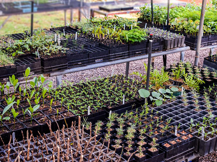 Birds in the Bush Indigenous Plant Nursery | 610 Staughton Vale Rd, Balliang VIC 3340, Australia | Phone: 0401 404 899