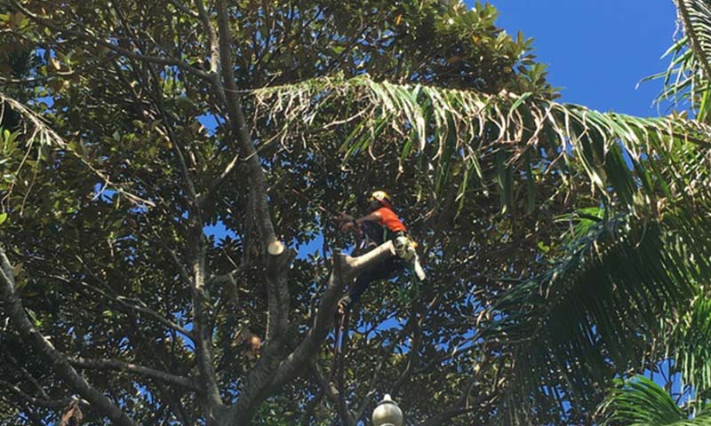 Tallow Tree Services - Byron Bay | 225 Lismore Rd, Bangalow NSW 2479, Australia | Phone: 0401 208 797