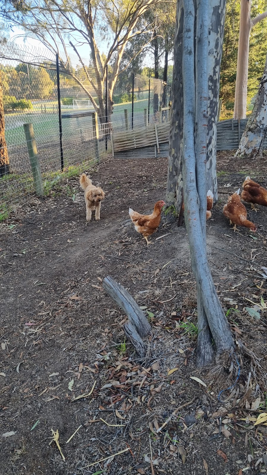 Forever Friends Animal Rescue | PLEASE NOTE: Open by appointment or pre-arrangement only, 680 Hazeldene Rd, Gladysdale VIC 3797, Australia | Phone: 0412 618 718