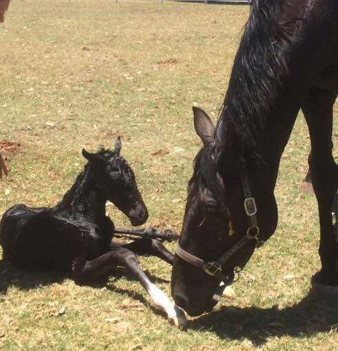 La Noir Stables and Dressage Stud | 146a Franklin Rd, Jandabup WA 6077, Australia | Phone: 0459 994 413