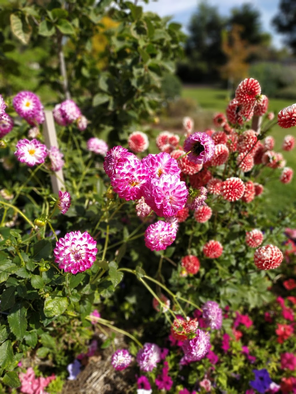 Botanical Gardens | park | Eaglehawk VIC 3556, Australia