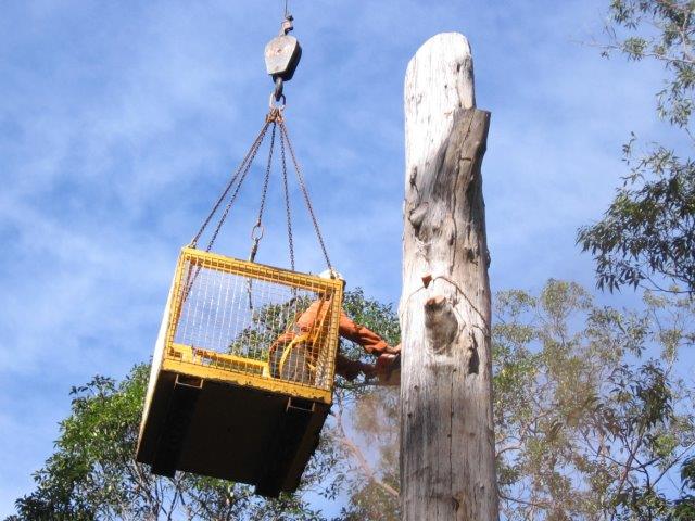 Arbor Ecological | 334 Pearces Creek Rd, Alstonville NSW 2477, Australia | Phone: (02) 6628 0365