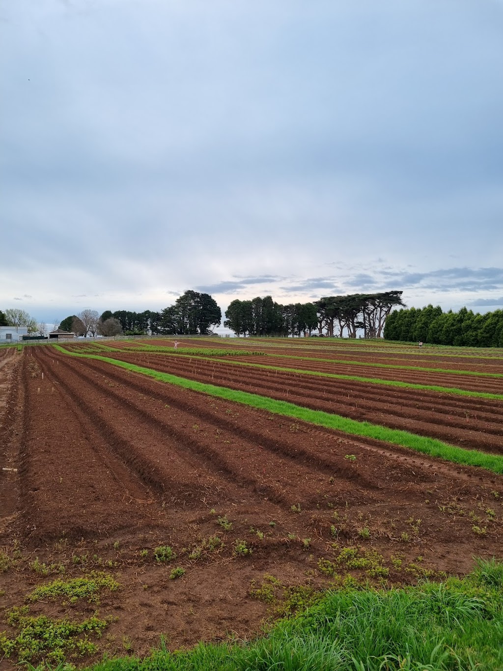 Gateforth Farm Tasmania | 175 Boyndey Rd, Black River TAS 7321, Australia | Phone: 0429 633 946