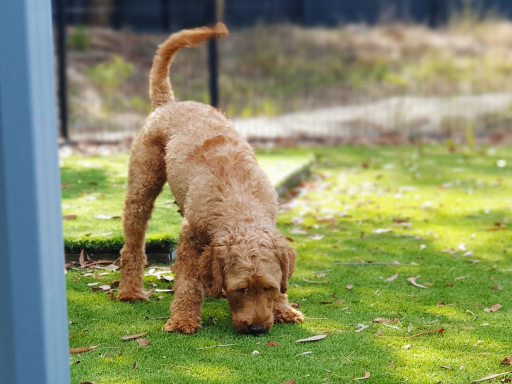 Bredwell Puppies | 3120 Ballan-Meredith Rd, Ballan VIC 3342, Australia | Phone: 0480 637 226