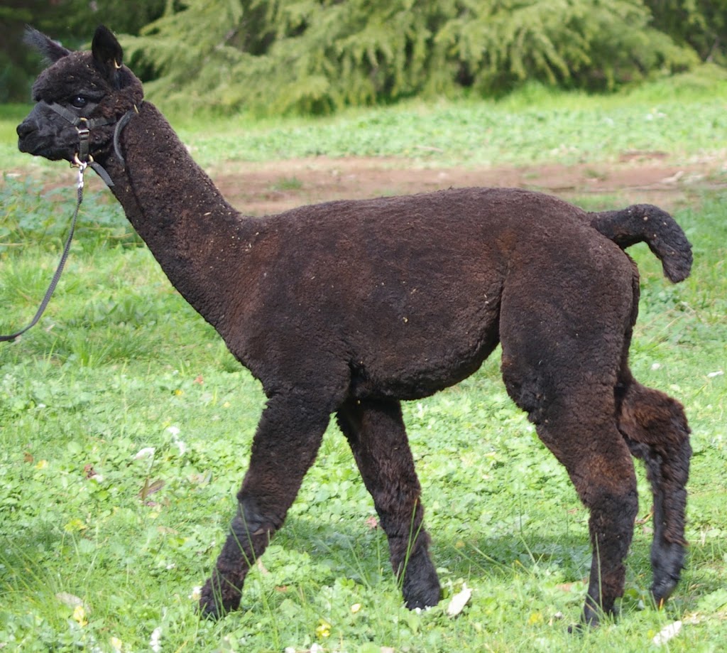 Stansbury Alpacas | food | 1927D North East Road, Inglewood SA 5133, Australia | 0408085916 OR +61 408 085 916