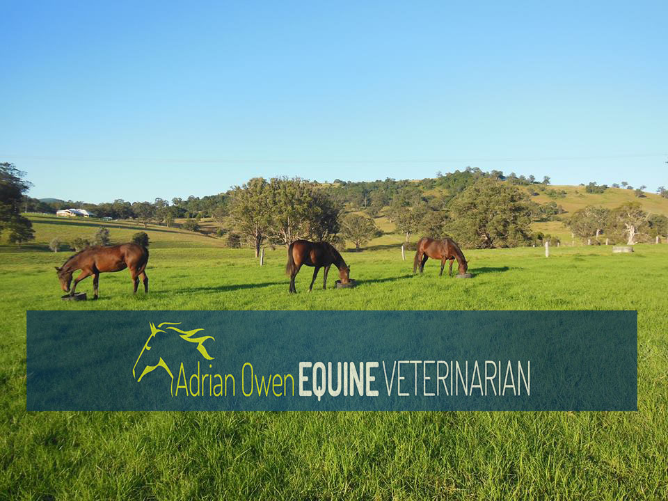 Adrian Owen Equine Veterinarian | veterinary care | 137 Nowendoc Rd, Killawarra NSW 2429, Australia | 0419276794 OR +61 419 276 794