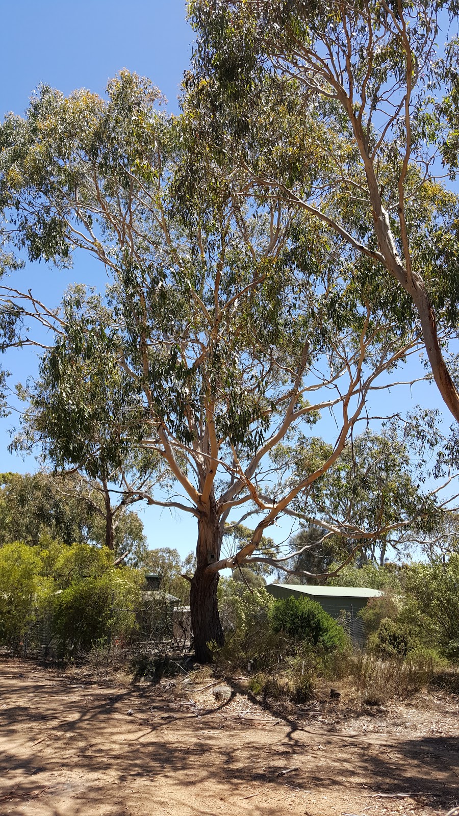 Peter Francis Points Arboretum | Top Hilgay Rd, Coleraine VIC 3315, Australia | Phone: (03) 5554 2304