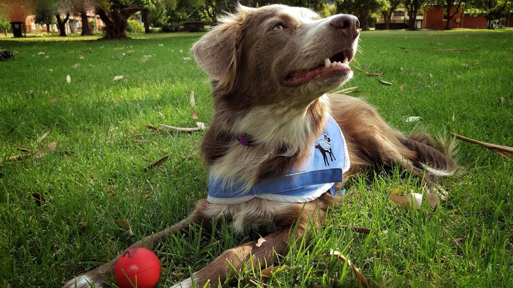 Therapy Dogs NSW 589 Duri Dungowan Rd Timbumburi NSW 2340 Australia