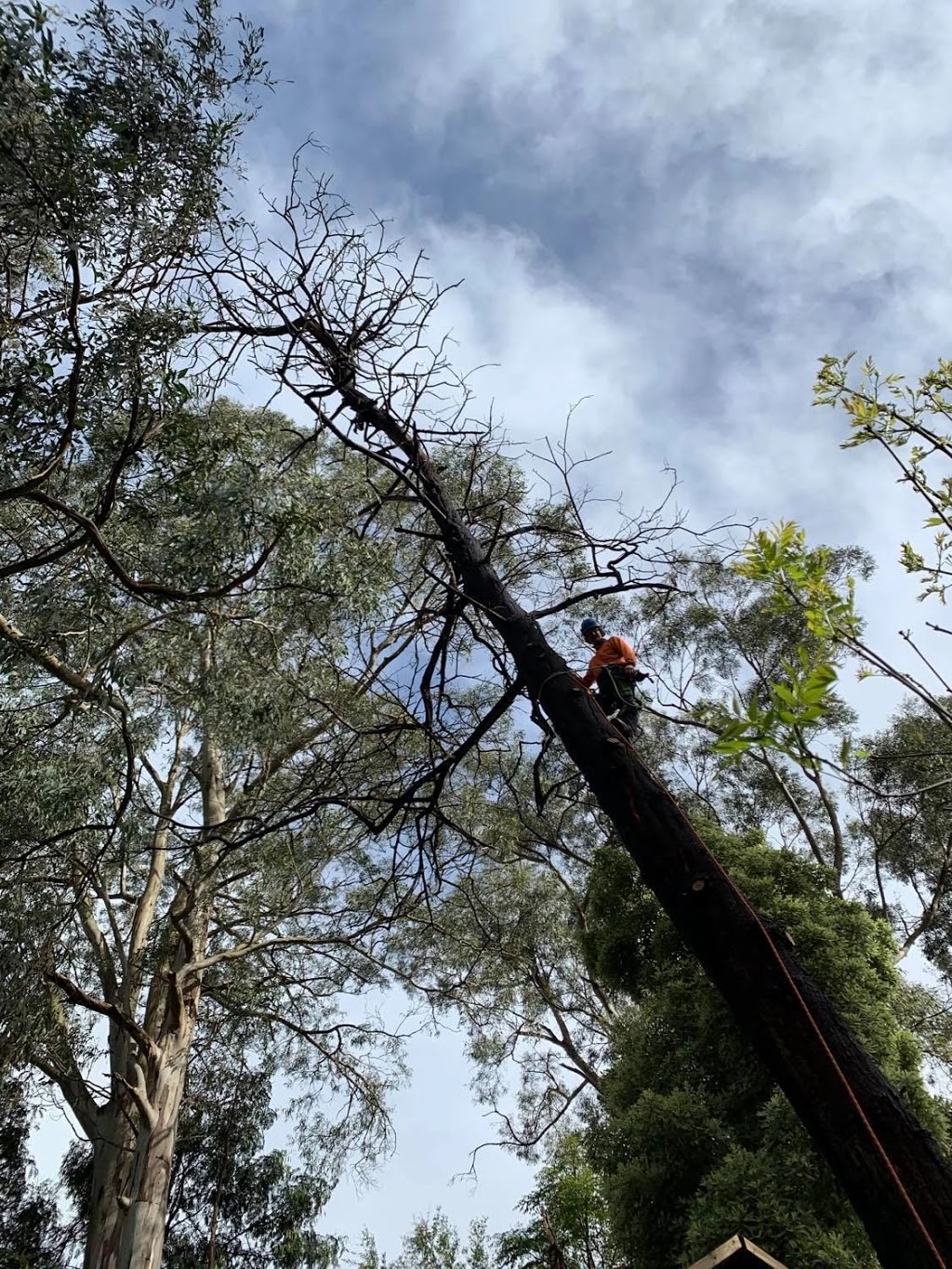 Trusted Tree Services | 50 Ferguson St, Upwey VIC 3158, Australia | Phone: 0414 461 615