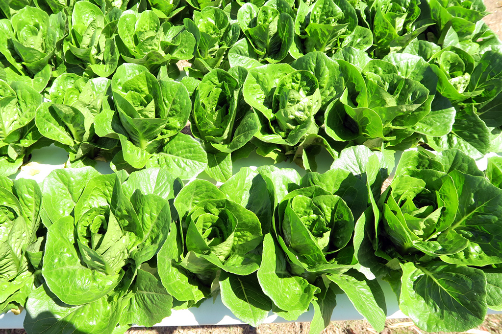 Lovely Lettuce | store | 650 McIntosh Creek Rd, McIntosh Creek QLD 4570, Australia | 0438788908 OR +61 438 788 908