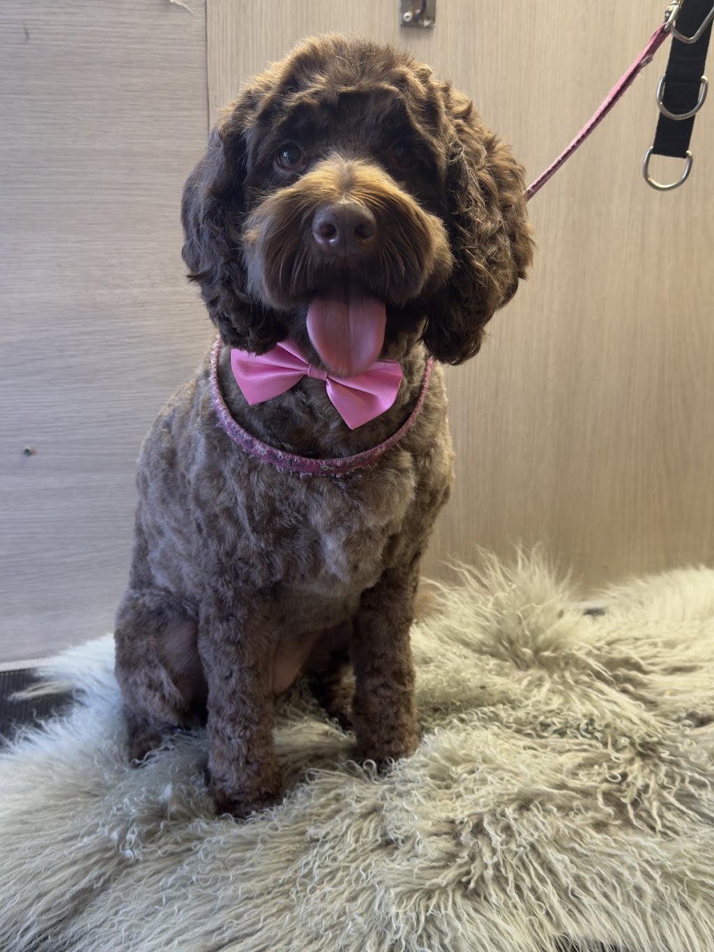 Halo Dog Grooming | Garfield Rd, Glenorchy TAS 7010, Australia | Phone: 0438 433 858