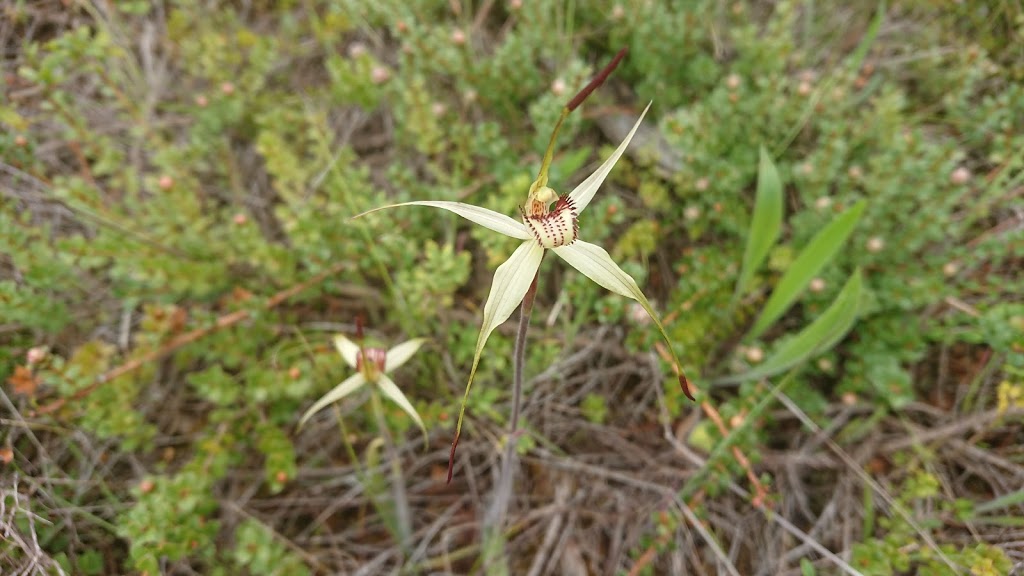 Cullen Wildlife Reserve | Robe SA 5276, Australia