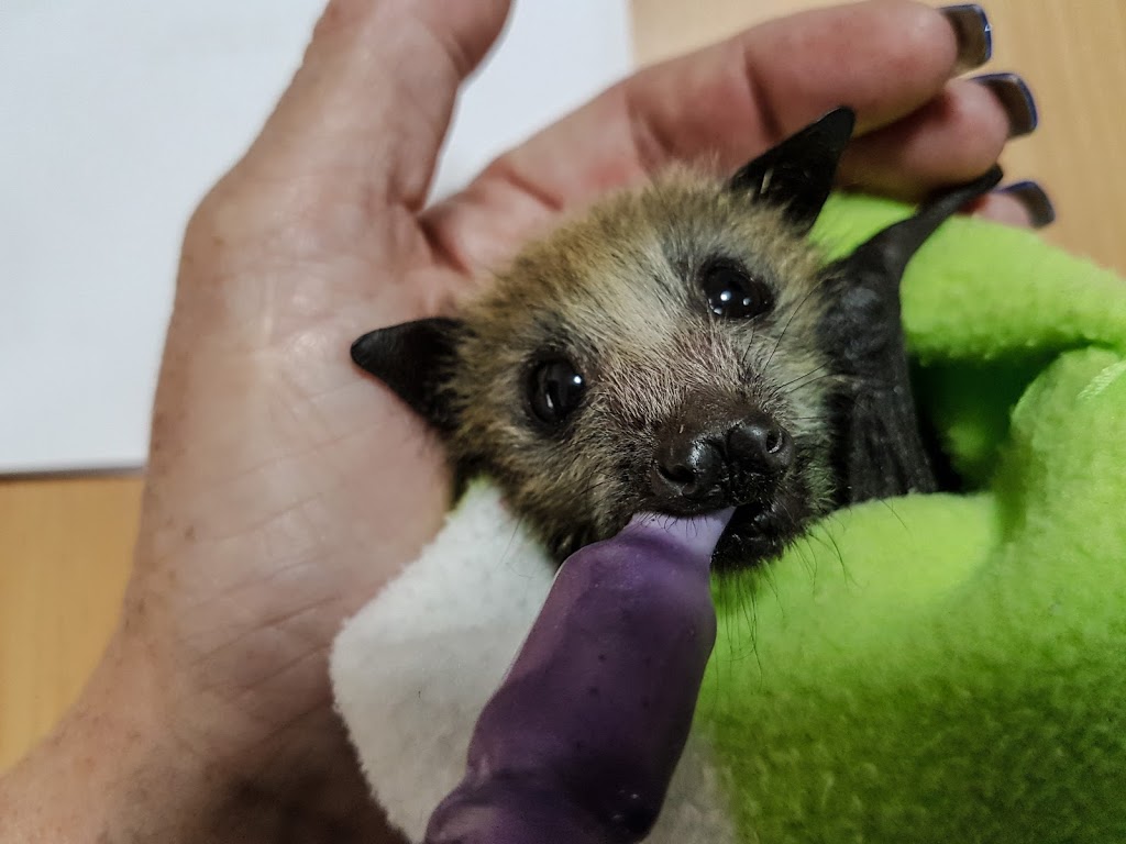 Shoalhaven Bat Clinic | Bomaderry Creek, Bomaderry NSW 2541, Australia | Phone: 0434 480 661