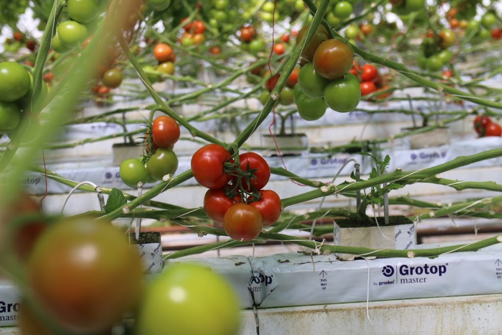 Lonsdale Tomato Farm |  | 49 Yarram Creek Ln, Point Lonsdale VIC 3225, Australia | 0352582665 OR +61 3 5258 2665