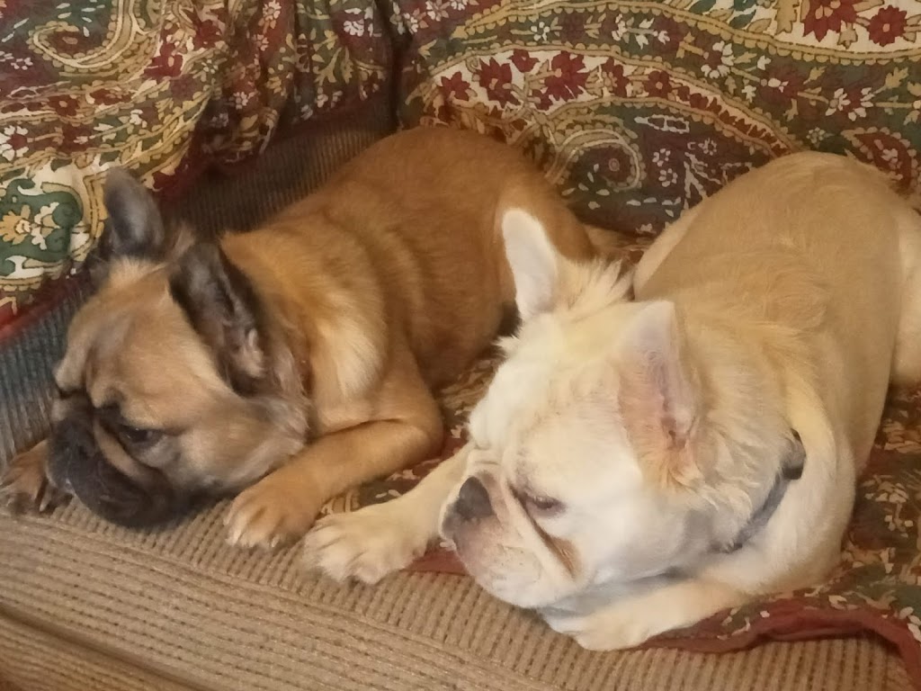 BIBBYBOO FRENCH BULLDOGS | Gatton Esk Rd, Mount Hallen QLD 4312, Australia | Phone: 0411 823 322
