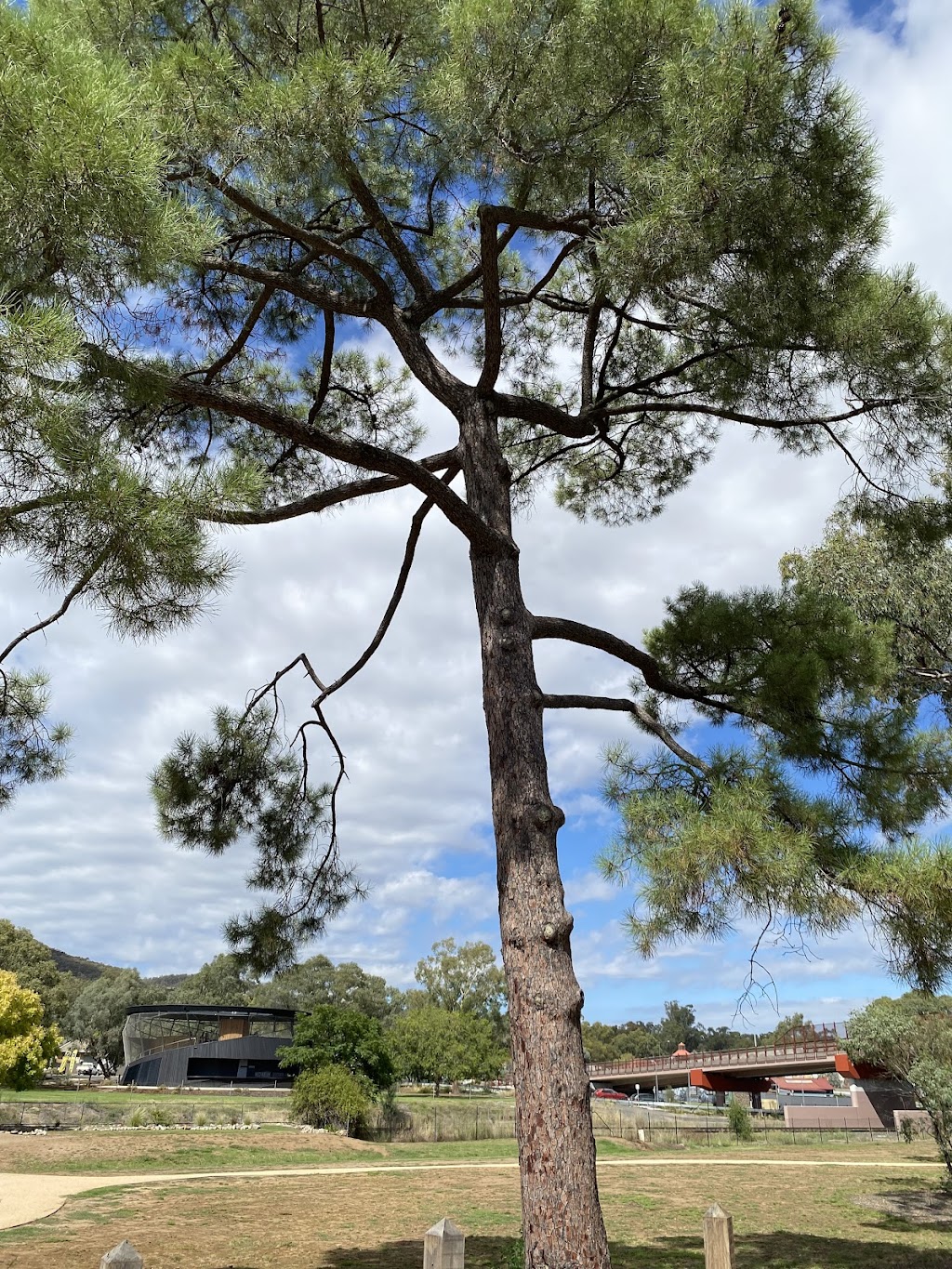 Bruce’s Royal Tree | 16 Siege St, Glenrowan VIC 3675, Australia | Phone: 0493 525 707