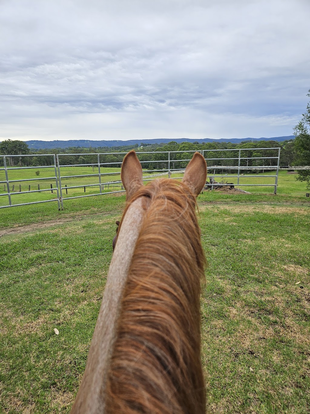 Foundation First Horsemanship | 339 Slopes Rd, Kurmond NSW 2757, Australia | Phone: 0418 960 233 Foundation First Horsemanship | 339 Slopes Rd, Kurmond NSW 2757, Australia | Phone: 0418 960 233