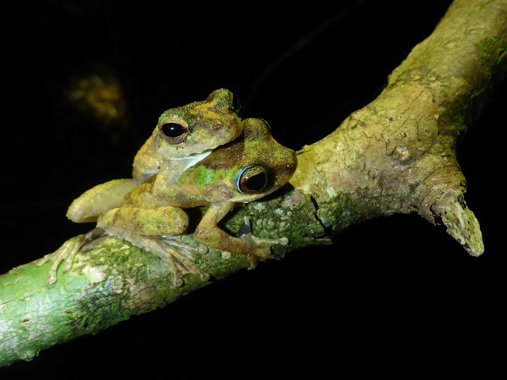 Jungle Escapes - Adventures & Tours - Cape Tribulation |  | 141 Camelot Cl, Cape Tribulation QLD 4873, Australia | 0407734702 OR +61 407 734 702