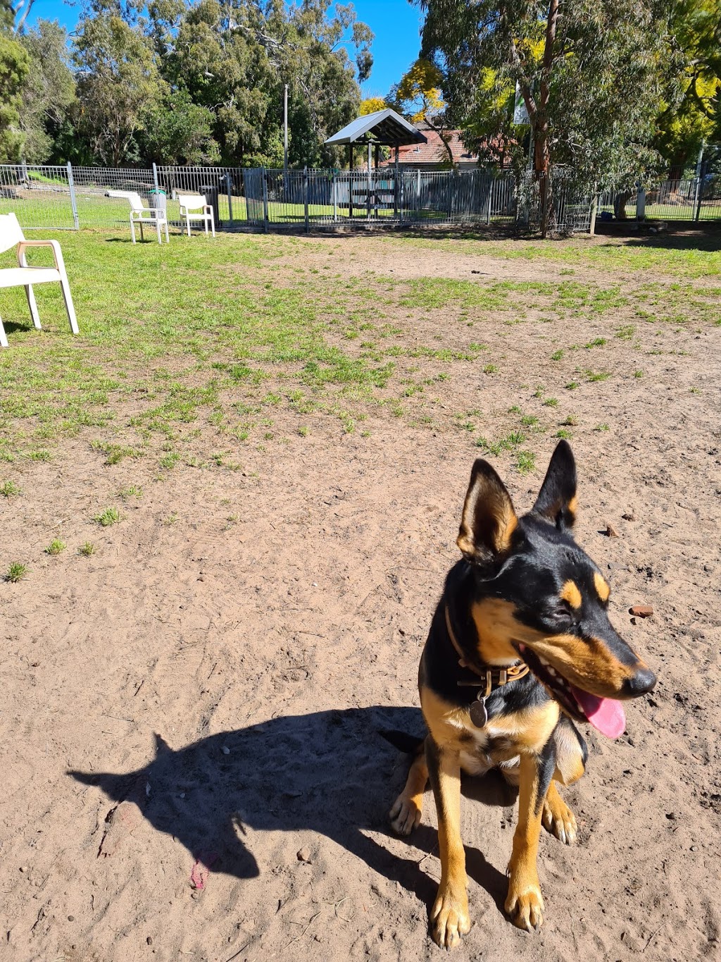 Dog friendly leash-free park | park | Crn and, Railway Parade & Harrow Rd, Kogarah NSW 2217, Australia