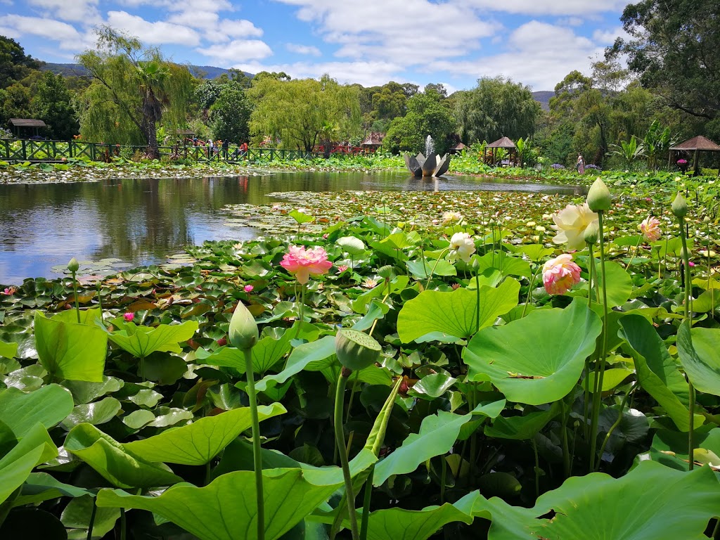 Blue Lotus Water Garden | tourist attraction | 2628 Warburton Hwy, Yarra Junction VIC 3797, Australia | 0359672061 OR +61 3 5967 2061