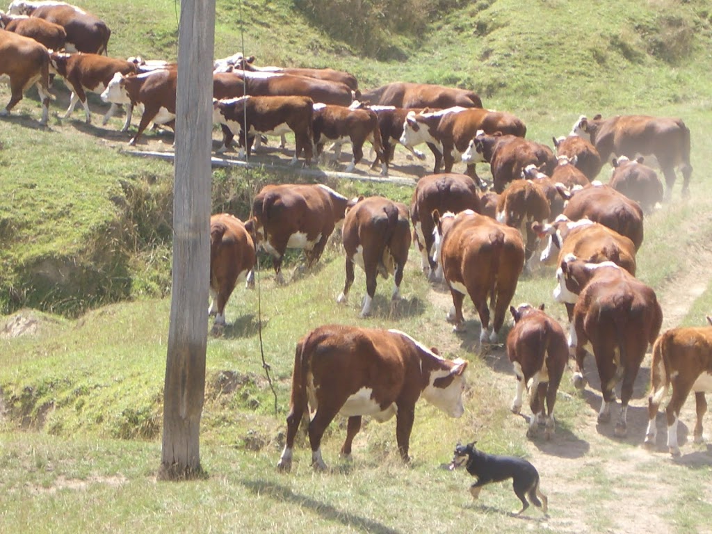 Tarwin Poll Herefords | 200 Parrys Rd, Meeniyan VIC 3956, Australia | Phone: 0429 800 756