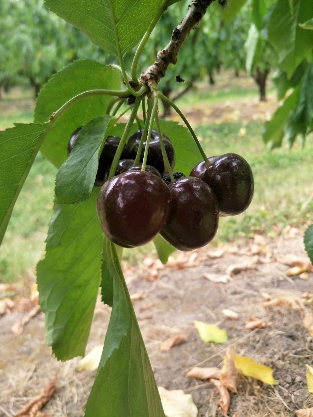 Woodstock Cherries | 8624 Channel Hwy, Woodstock TAS 7109, Australia | Phone: 0408 951 773