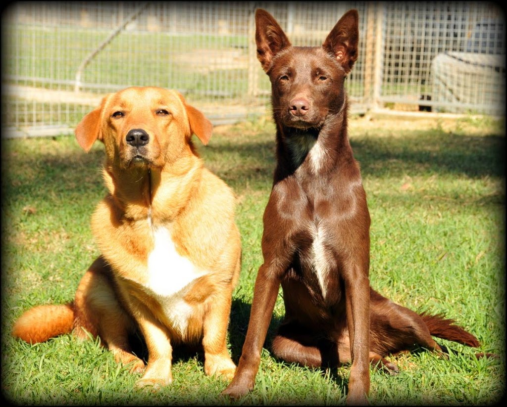 Australian Pet Boarding | 108 Scrubby Creek Rd, South Kempsey NSW 2440, Australia | Phone: (02) 6562 4618