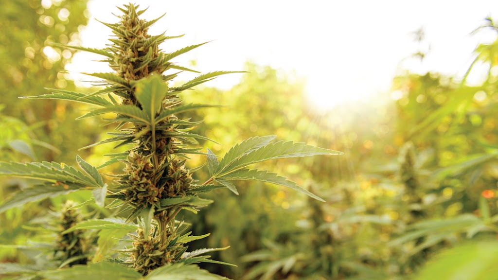 Tristania Farm | 25 Kirkland Rd, Nimbin NSW 2480, Australia | Phone: 0438 420 091