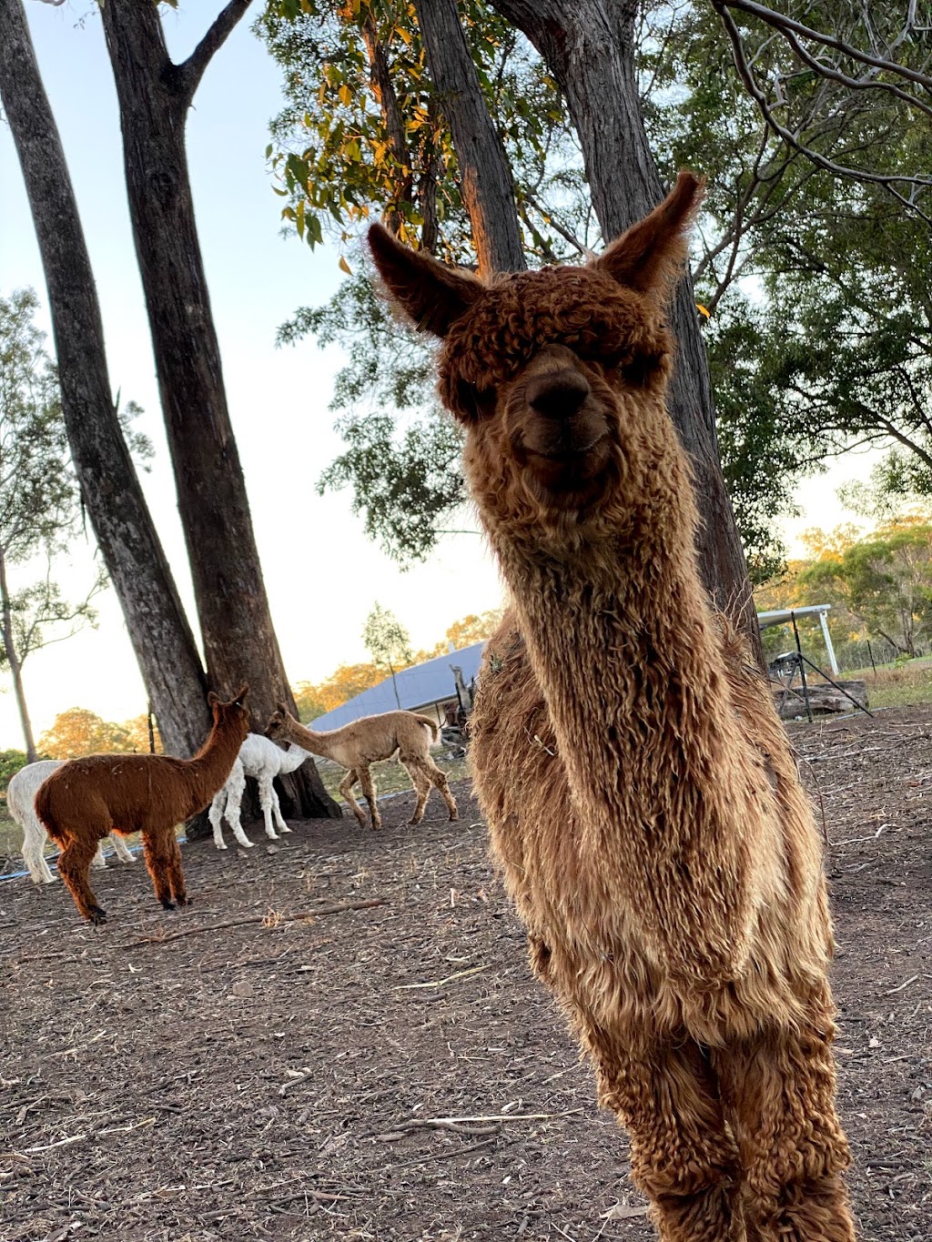 Littabella Alpacas | tourist attraction | 821 Hunwick Rd, Redmond West WA 6327, Australia | 0417599309 OR +61 417 599 309