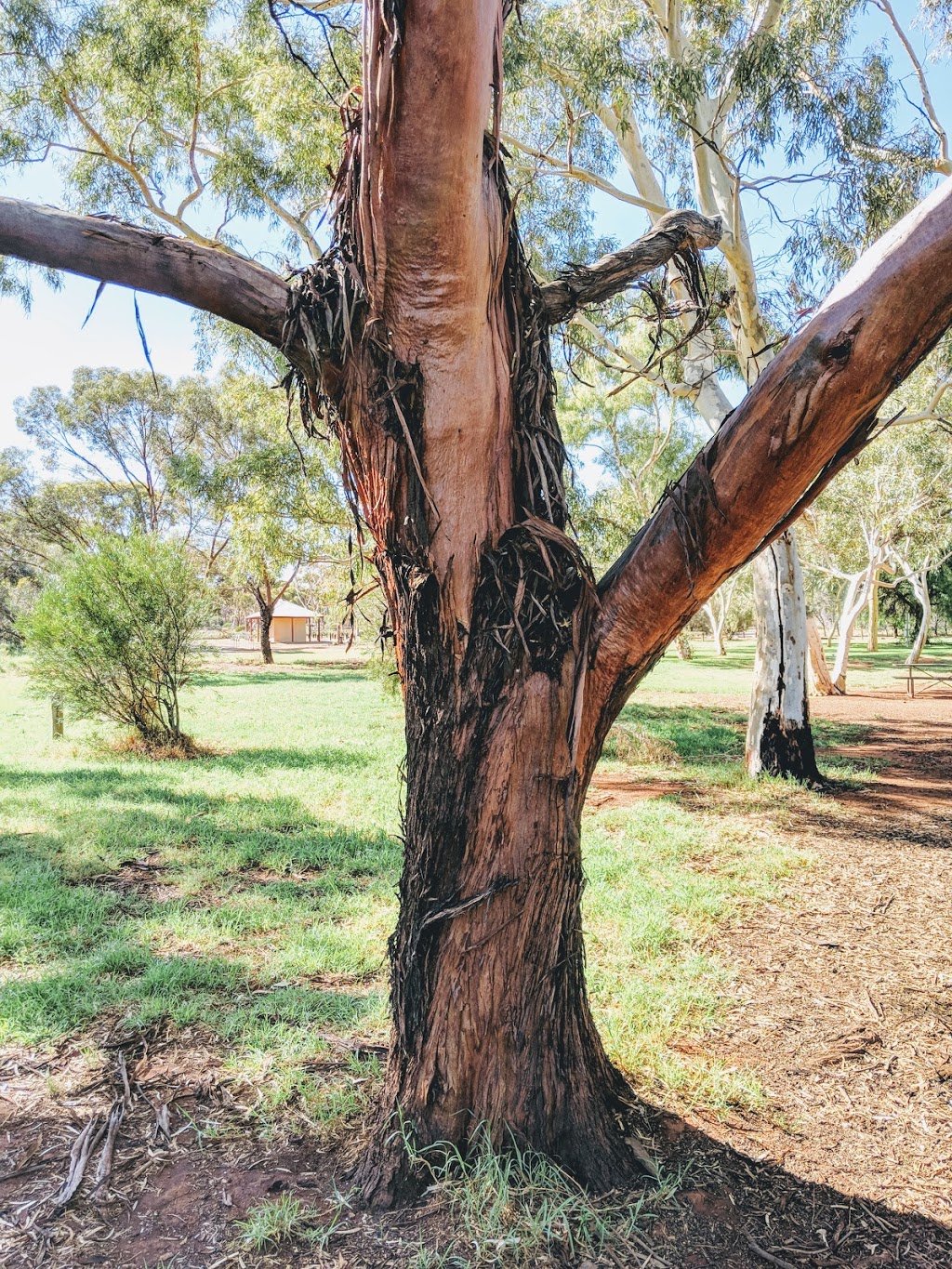 Arboretum - Dog Exercise Area | park | 15 Littlewood Pl, West Lamington WA 6430, Australia