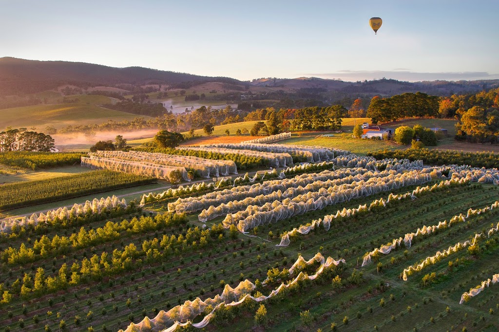 Evergreen Winery Tours | travel agency | 4 Spinebill Ct, Healesville VIC 3777, Australia | 1300993577 OR +61 1300 993 577