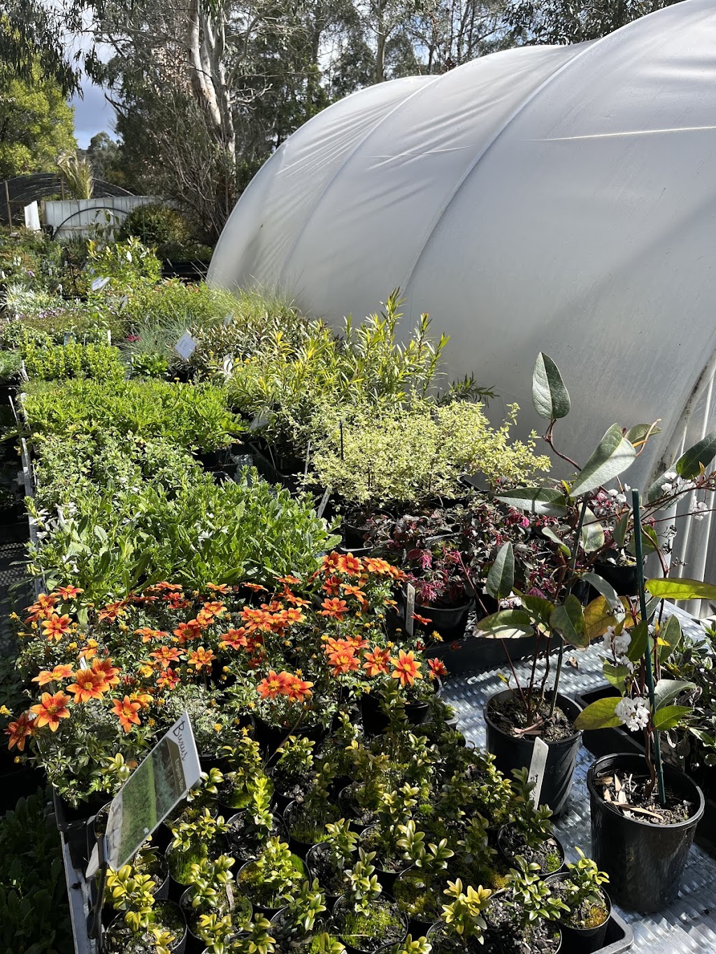 K valley plants | 15 Maxwell Rd, Kawarren VIC 3249, Australia | Phone: 0490 030 580