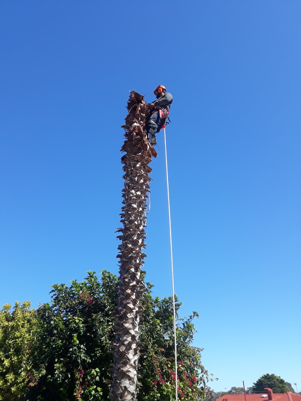 Tree Services Perth - Treeze | 173 Crawford St, East Cannington WA 6107, Australia | Phone: 0474 381 684