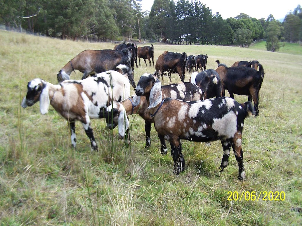 Killara-Ram Dairy Goats |  | 99 Misty Hill Rd, Mountain River TAS 7109, Australia | 0362664179 OR +61 3 6266 4179